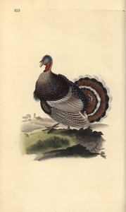 Pavo salvaje, Meleagris gallopavo. Ilustración a mano de cobre grabada por Edward Donovan de su propio 