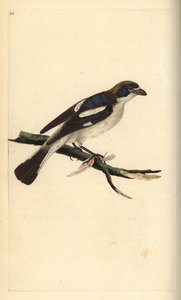 Lanius senator, alcaudón común. Grabado en cobre coloreado a mano dibujado y grabado por Edward Donovan de su propia "Historia Natural de las Aves Británicas", Londres de Edward Donovan