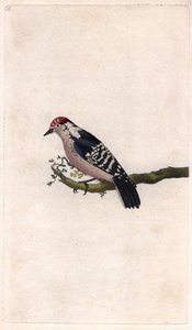 Pico menor. Dendrocopos minor (Picus minor). Grabado en cobre por Edward Donovan (1768-1837), publicado en Historia natural de las aves británicas, Londres