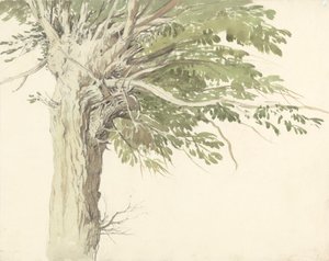 Estudio de un árbol desmochado: un sauce