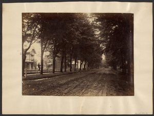[Calle arbolada] de Edward H. Hart