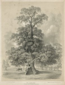 Olmo en Hyde Park, Londres de Edward Hassell