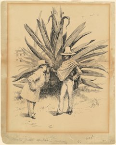 Cactus de México