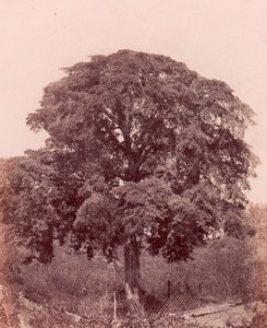 Estudio de árbol, 1850-53 de Edward King Tenison