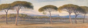 Vista de los pinares de Cannes