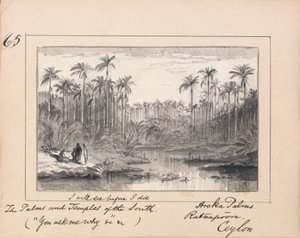 Palmas de Areka, Ratanapooru, Ceilán - 