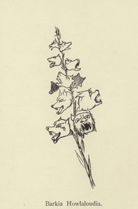 Barkia Howlaloudia de Edward Lear