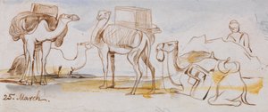 Camellos de Edward Lear
