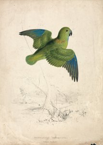Cotorra de collar (Lámina 40) de Edward Lear