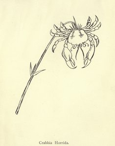 Crabbia Horrida de Edward Lear