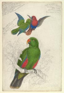  de Edward Lear