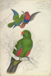 Eclectus Roratus Polychloros, ca. 1830-32 de Edward Lear