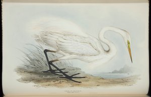 Garza grande, de 