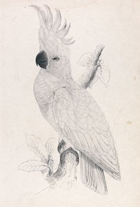 Cacatúa de cresta amarilla menor (Lámina 4)