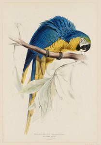 Macrocercus ararauna.  Guacamayo azul y amarillo. de Edward Lear