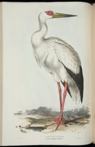 Cigüeña Maguari, de 