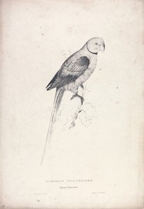Palaeornia Columbiodes / Periquito paloma (Lámina 31)