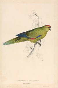 Platycercus pacificus / Periquito del Pacífico (Lámina 26)