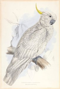Plyctolophus Galeritus. Cacatúa sulfúrea mayor. de Edward Lear