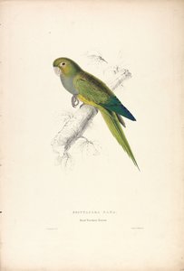 Psittacara Naria / Guacamayo enano (Lámina 12)