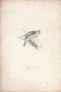 Psittacula rubrifrons / Cotorra de frente roja (Lámina 41)
