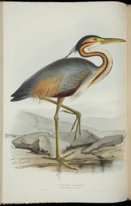 Garza imperial, de 
