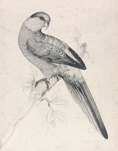  de Edward Lear