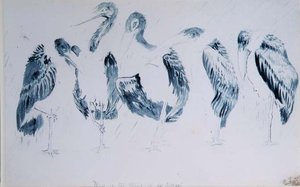 Estudios de cigüeñas de Edward Lear