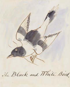 El pájaro blanco y negro, de Dieciséis dibujos de pájaros cómicos