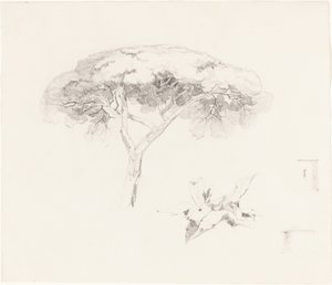 Pino paraguas y otros estudios de Edward Lear