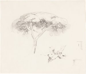 El pino paraguas y otros estudios de Edward Lear