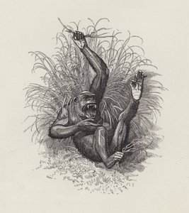 Ilustración para Los niños del agua de Charles Kingsley