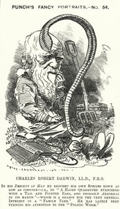 Caricatura de Punch: Charles Darwin, naturalista y biólogo inglés (grabado) de Edward Linley (after) Sambourne
