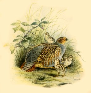 Perdiz y Polluelos, 1877, 1942