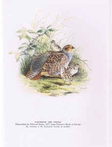 Perdiz y polluelos, Naturaleza en Gran Bretaña publicado por Collins de Edward Neale
