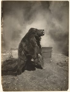 Dejad que el astuto oso negro haga su danza de Edward S. Curtis