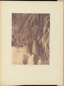 Fruta de palma de Edward S. Curtis