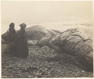 [Ballena parcialmente descuartizada - Makah] [La ballena capturada]