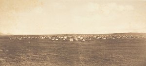 Campamento de la Danza del Sol - Piegan, 1900 de Edward Sheriff Curtis