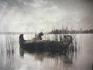 The Rush Gatherer, Montana (foto en blanco y negro) de Edward Sheriff Curtis