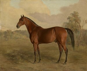 Pájaro Carpintero de Kentucky, 1834 de Edward Troye
