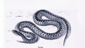 Víbora, Naturaleza en Gran Bretaña publicado por Collins de Edward William (after) Cooke