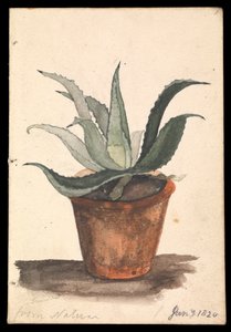 Una maceta en la que crece un cactus con la inscripción "de la naturaleza".
