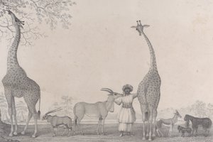 Las majestuosas y elegantes jirafas, o camaleopardos, con algunos animales raros de la gacela de Edward Williams Clay