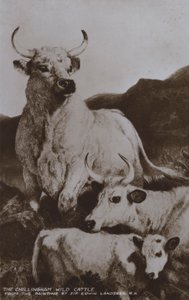 El ganado salvaje de Chillingham de Edwin (after) Landseer