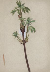 estudio de plantas de Edwin Austin Abbey