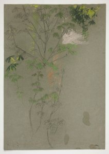 bosquejo, de, leafing, árbol, ramas