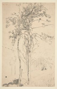 estudio de dos arboles de Edwin Austin Abbey