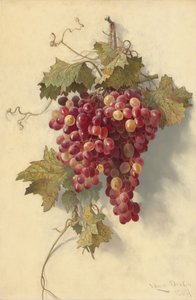 Uvas contra pared blanca de Edwin Deakin