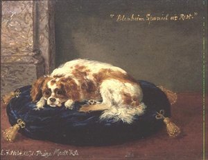 Spaniel Blenheim en reposo
